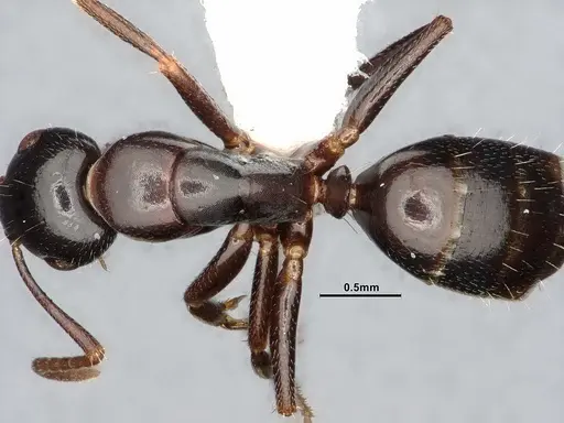 Camponotus caryae specimen MEM211546 image mem211546_2
