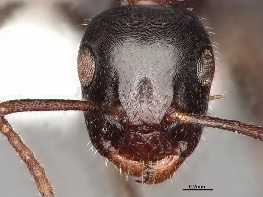 Camponotus caryae specimen MEM211546 image mem211546_3