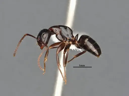 Camponotus caryae specimen MEM211546 image mem211546_4