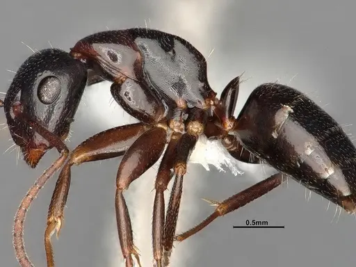 Camponotus caryae specimen MEM211546 image mem211546_5