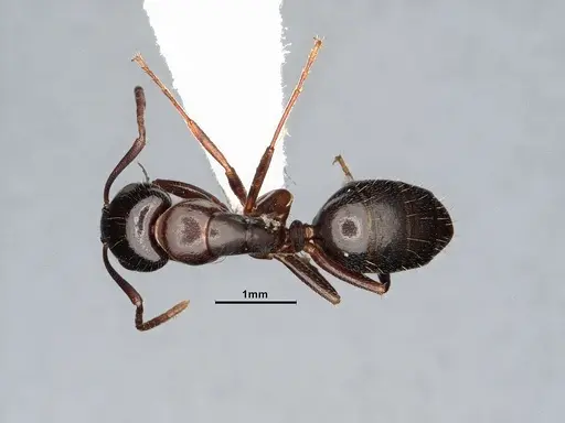 Camponotus caryae specimen MEM249446 image mem249446_1
