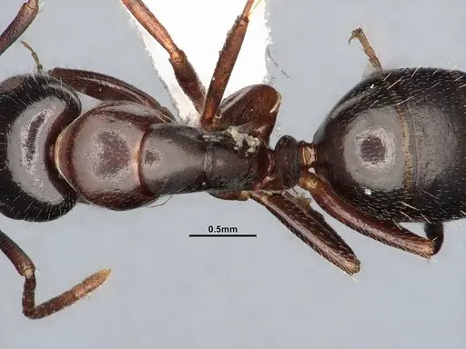 Camponotus caryae specimen MEM249446 image mem249446_2