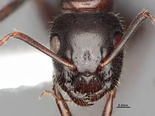 Camponotus caryae specimen MEM249446 image mem249446_3