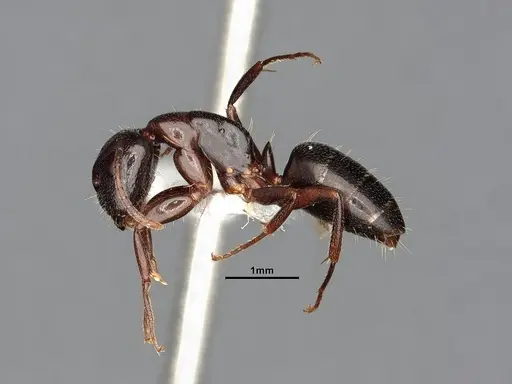 Camponotus caryae specimen MEM249446 image mem249446_4