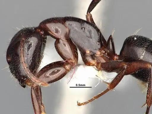 Camponotus caryae specimen MEM249446 image mem249446_5