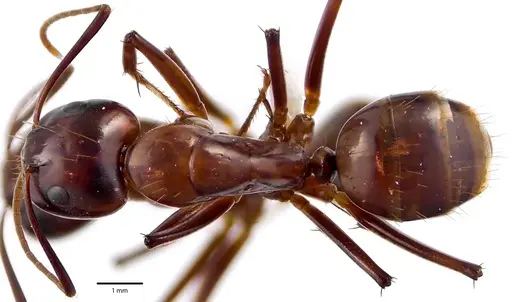 Camponotus castaneus specimen ANTWEB1041673 image antweb1041673_1