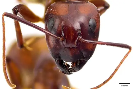 Camponotus castaneus specimen ANTWEB1041673 image antweb1041673_2