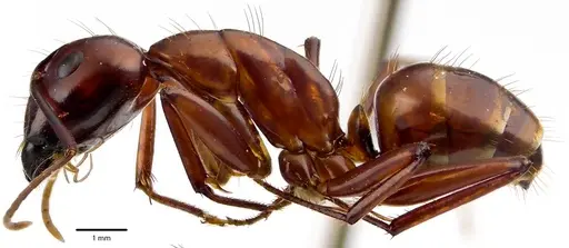 Camponotus castaneus specimen ANTWEB1041673 image antweb1041673_3