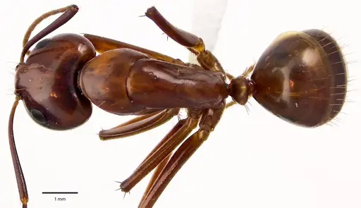 Camponotus castaneus specimen ANTWEB1041674 image antweb1041674_1
