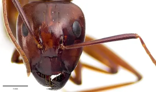 Camponotus castaneus specimen ANTWEB1041674 image antweb1041674_2