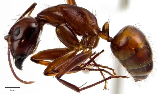 Camponotus castaneus specimen ANTWEB1041674 image antweb1041674_3