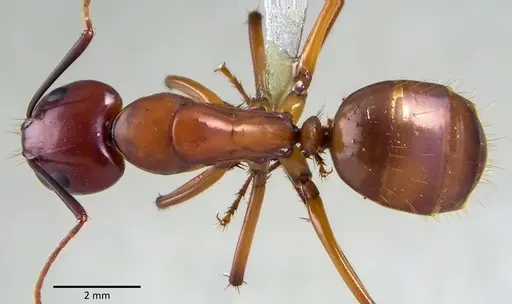 Camponotus castaneus specimen ANTWEB1041769 image antweb1041769_1
