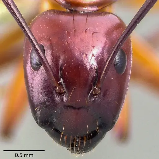 Camponotus castaneus specimen ANTWEB1041769 image antweb1041769_2