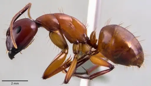 Camponotus castaneus specimen ANTWEB1041769 image antweb1041769_3