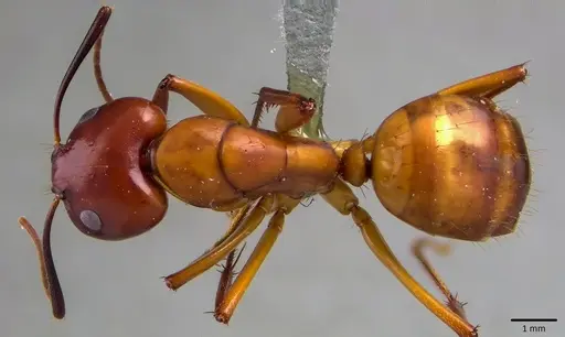 Camponotus castaneus specimen ANTWEB1041792 image antweb1041792_1