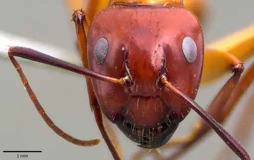 Camponotus castaneus specimen ANTWEB1041792 image antweb1041792_2
