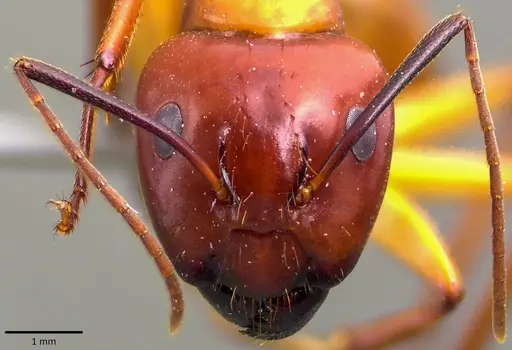Camponotus castaneus specimen ANTWEB1041793 image antweb1041793_1