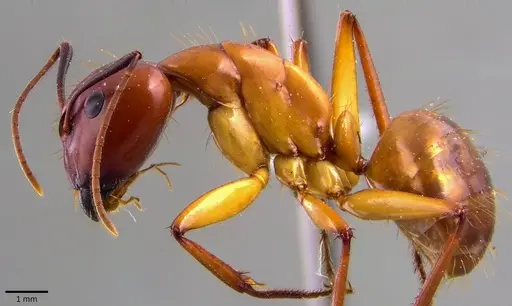 Camponotus castaneus specimen ANTWEB1041793 image antweb1041793_2