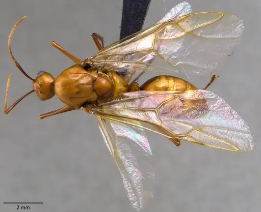 Camponotus castaneus specimen ANTWEB1060128 image antweb1060128_1