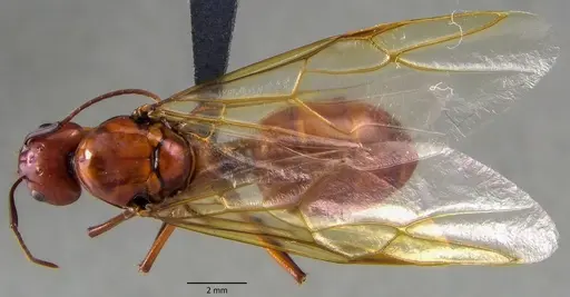 Camponotus castaneus specimen ANTWEB1060133 image antweb1060133_1