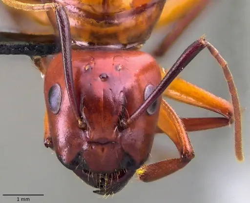 Camponotus castaneus specimen ANTWEB1060133 image antweb1060133_2