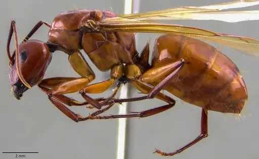 Camponotus castaneus specimen ANTWEB1060133 image antweb1060133_3