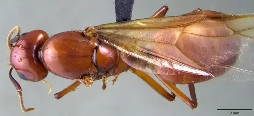 Camponotus castaneus specimen ANTWEB1060134 image antweb1060134_1