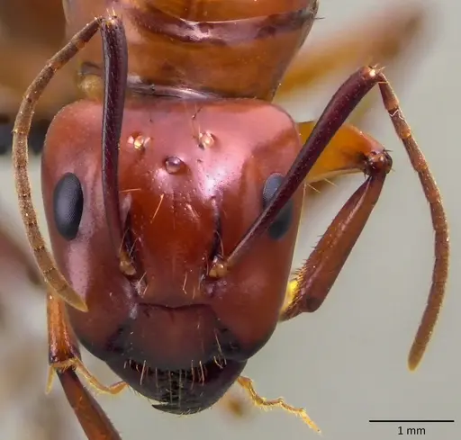 Camponotus castaneus specimen ANTWEB1060134 image antweb1060134_3