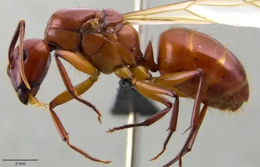 Camponotus castaneus specimen ANTWEB1060134 image antweb1060134_4