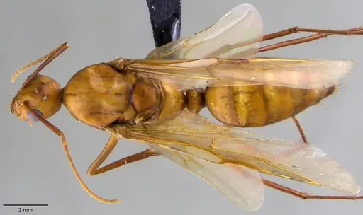 Camponotus castaneus specimen ANTWEB1060135 image antweb1060135_1