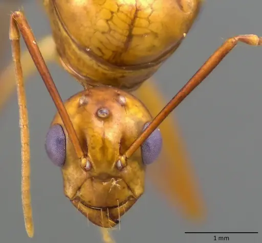 Camponotus castaneus specimen ANTWEB1060135 image antweb1060135_2