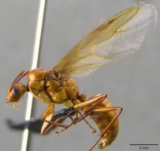 Camponotus castaneus specimen ANTWEB1060136 image antweb1060136_2