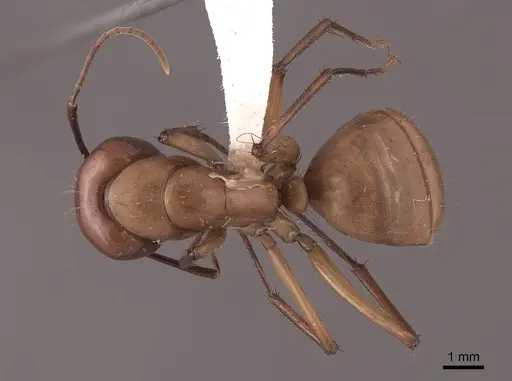 Camponotus castaneus specimen FMNHINS0000046084 image fmnhins0000046084_1