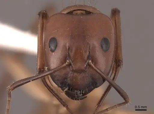 Camponotus castaneus specimen FMNHINS0000046084 image fmnhins0000046084_2