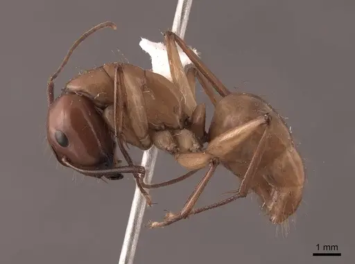 Camponotus castaneus specimen FMNHINS0000046084 image fmnhins0000046084_3