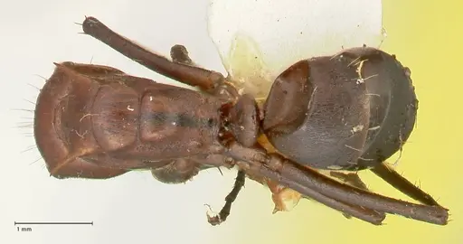 Camponotus castanicola specimen FOCOL2341 image focol2341_1