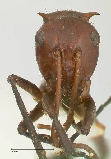 Camponotus castanicola specimen FOCOL2341 image focol2341_2