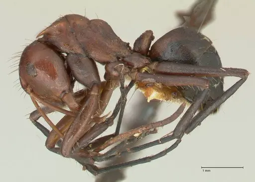Camponotus castanicola specimen FOCOL2341 image focol2341_3