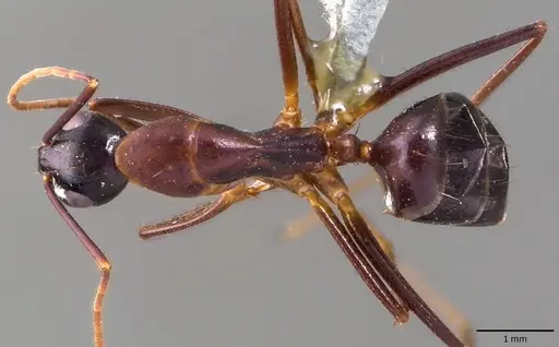 Camponotus cecconii specimen ANTWEB1041836 image antweb1041836_1