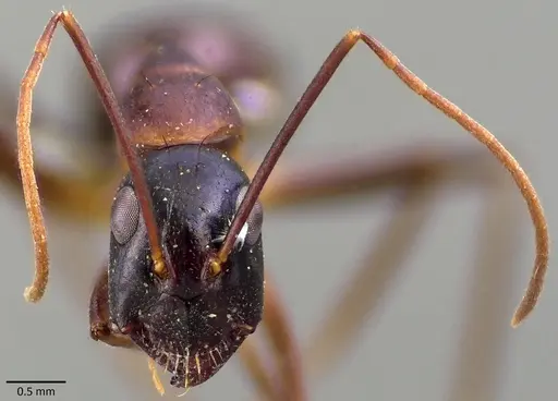 Camponotus cecconii specimen ANTWEB1041836 image antweb1041836_2
