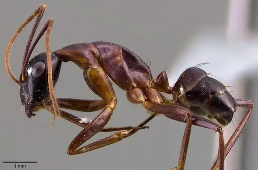 Camponotus cecconii specimen ANTWEB1041836 image antweb1041836_3