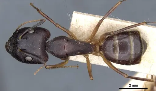 Camponotus cecconii specimen CASENT0905302 image casent0905302_1