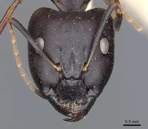 Camponotus cecconii specimen CASENT0905302 image casent0905302_2