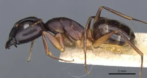 Camponotus cecconii specimen CASENT0905302 image casent0905302_3