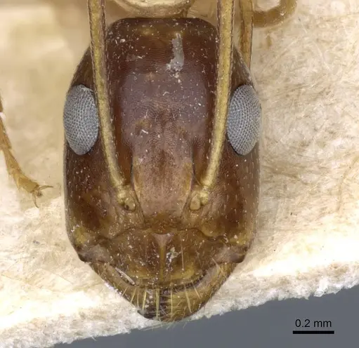 Camponotus cecconii specimen CASENT0905303 image casent0905303_2