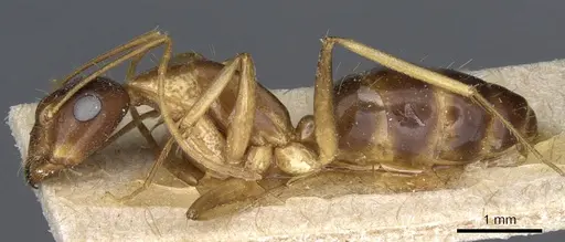 Camponotus cecconii specimen CASENT0905303 image casent0905303_3