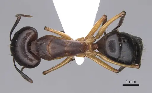 Camponotus cecconii specimen CASENT0914272 image casent0914272_1