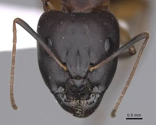 Camponotus cecconii specimen CASENT0914272 image casent0914272_2