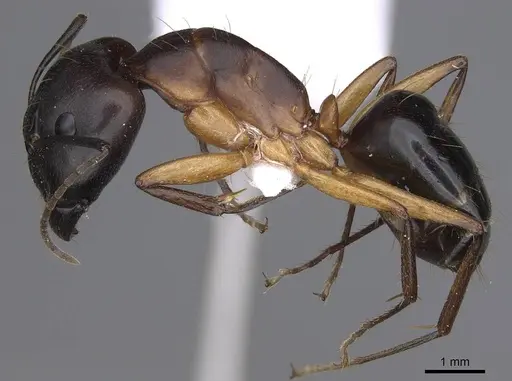 Camponotus cecconii specimen CASENT0914272 image casent0914272_3