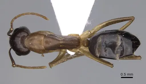Camponotus cecconii specimen CASENT0914273 image casent0914273_1